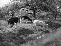 821081 Afbeelding van een drietal koeien in een boomgaard, mogelijk nabij het huis Rhijnauwen te Bunnik.